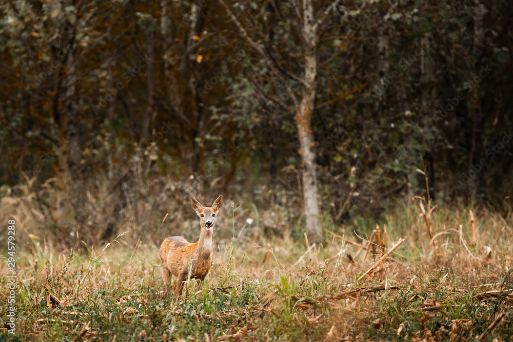 Roe deer , Capreolus capreolus on meadow