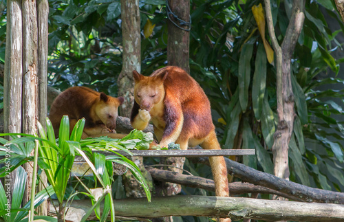 Wallaby, tree kangaroo. It lives in New Guinea. They are forest dwellers, live in trees and eat plant food. On trees and lianas they move very easily, in than them help their thorny her claws. In pri