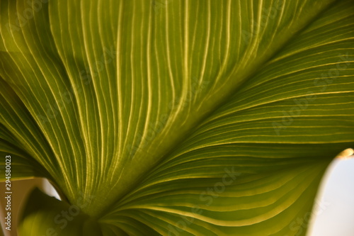 abstract stripes on a green leaf  suitable for textur