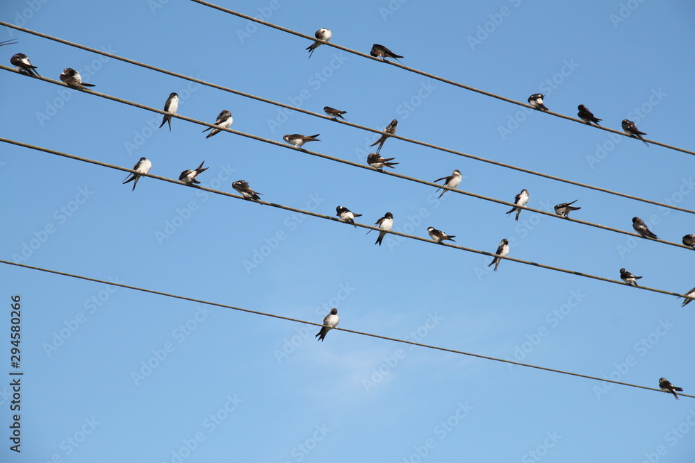 Zugvögel Zugvögel