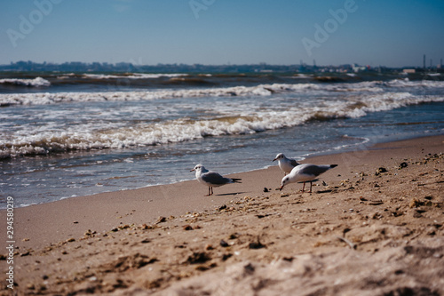 seagulls walk and fly on the seashore