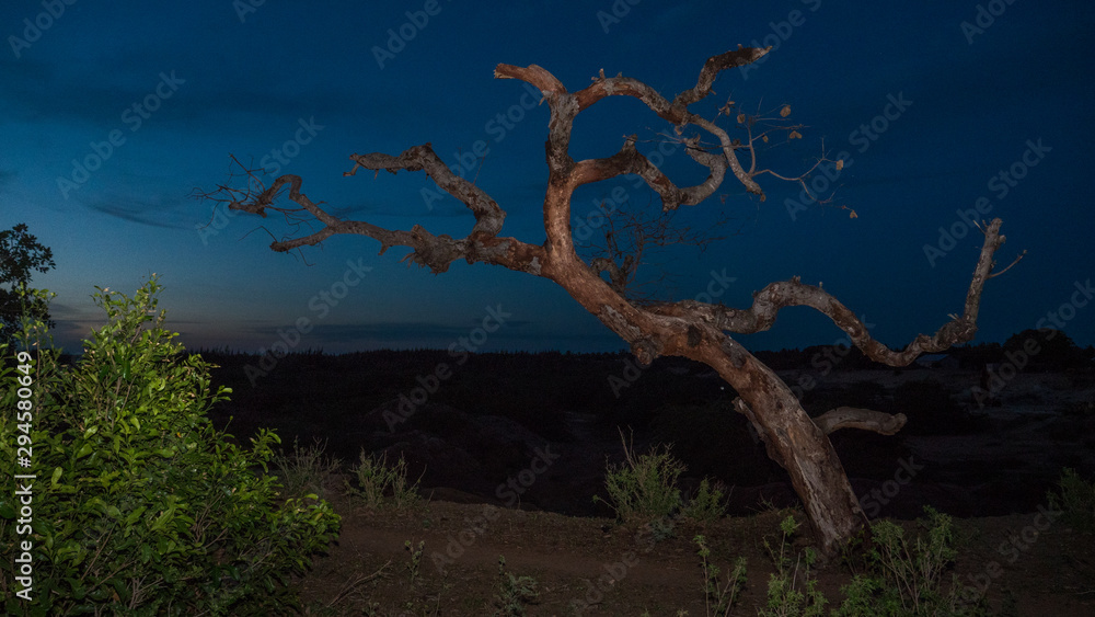 Tree at night Tree at night