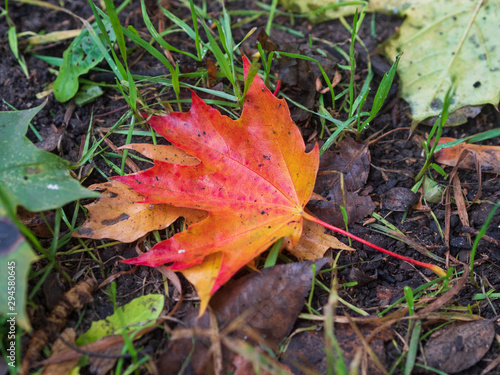 Multi-colored maple leaf on the ground.