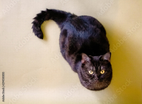 Pets, a fluffy gray adult cat, lies on an orange background and looks at the camera. Cat top view isolated on orange background in studio, place for text from above. Copyspace. Banner