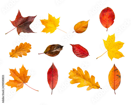 Collection set of various autumn leaves isolated on white background. Colorful autumn foliage