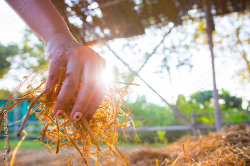 The woman is holding a hay, straw, stubble of the old grass. Procurement of feed for livestock or for sprinkling the beds. Real lens flare shot. photo