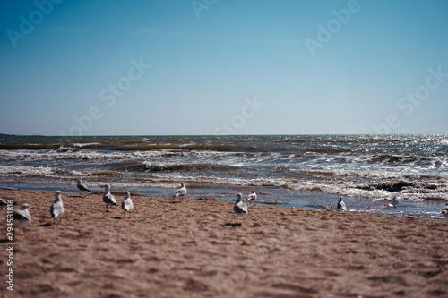 seagulls walk and fly on the seashore