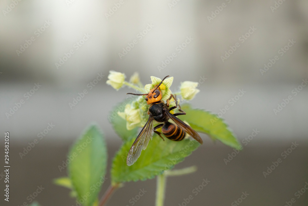 アレチウリの花に来たスズメバチ アレチウリの花に来たスズメバチ