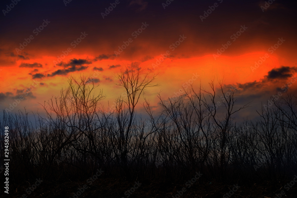 Dead tree row and evening sky nature background. .