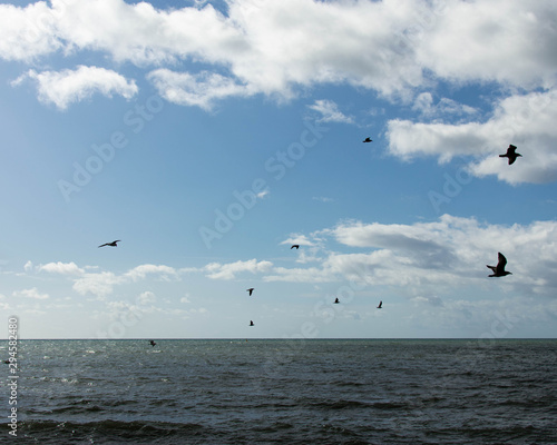 Seagulls in flight over the ocean