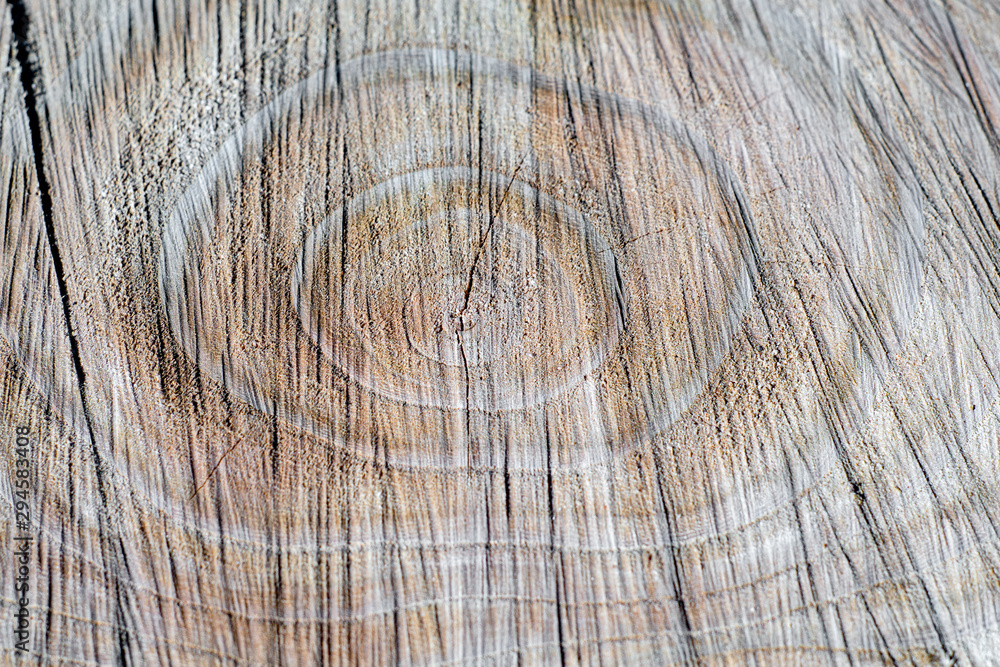 Naklejka premium 切断されたばかりの切り株