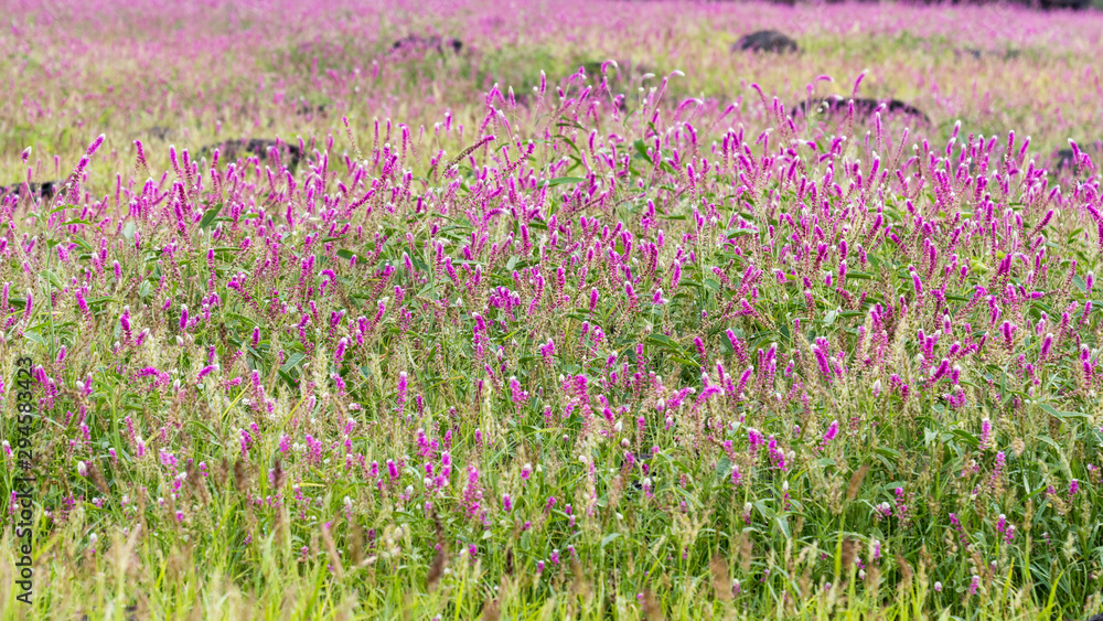 field of purple flowers field of purple flowers