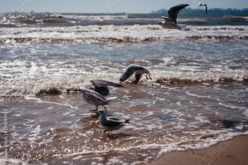 seagulls walk and fly on the seashore © Людмила Таможенко