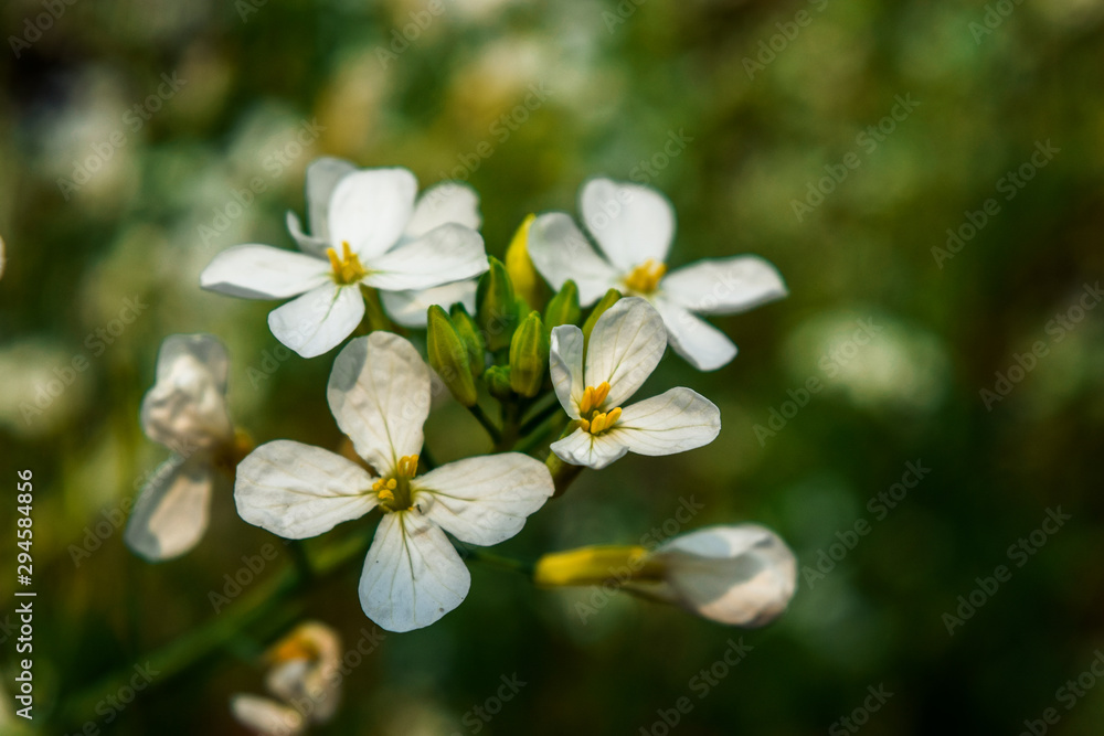 Fototapeta premium Mustard flower