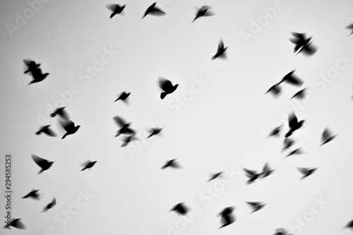 Pigeons flying high black and white © Tushar Kanti Murmu