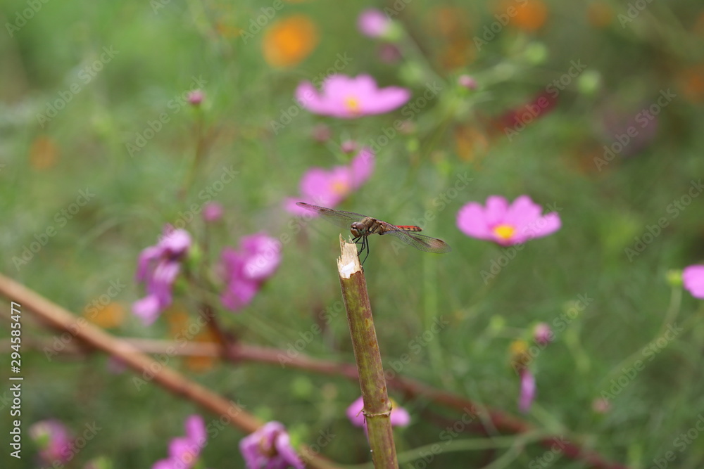 枯れ枝に止まるアキアカネ