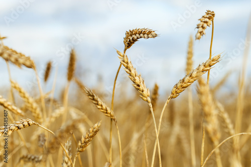 Ears of ripe wheat against blue sky. Wheat field  farmland  nature  environment. Rich harvest. Selective focus.