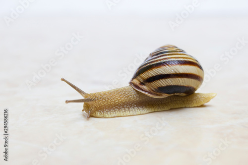 Bild auf Leinwand Snail close-up - studio shot, biology, wild life, male, food