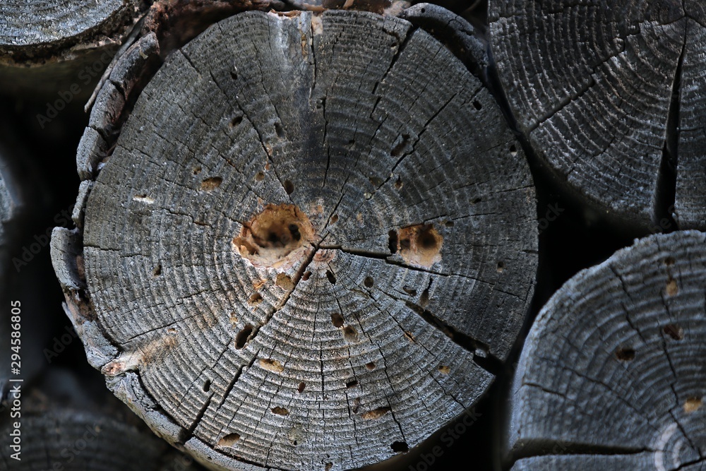 Tree rings old weathered wood texture with the cross section of a cut ...