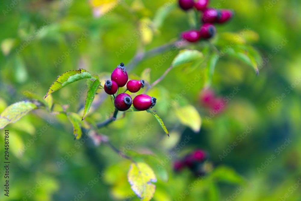 rosehip fruity, rosehip gathering, rosehip fruit for herbal treatment, ripe rosehip fruit rosehip fruity, rosehip gathering, rosehip fruit for herbal treatment, ripe rosehip fruit