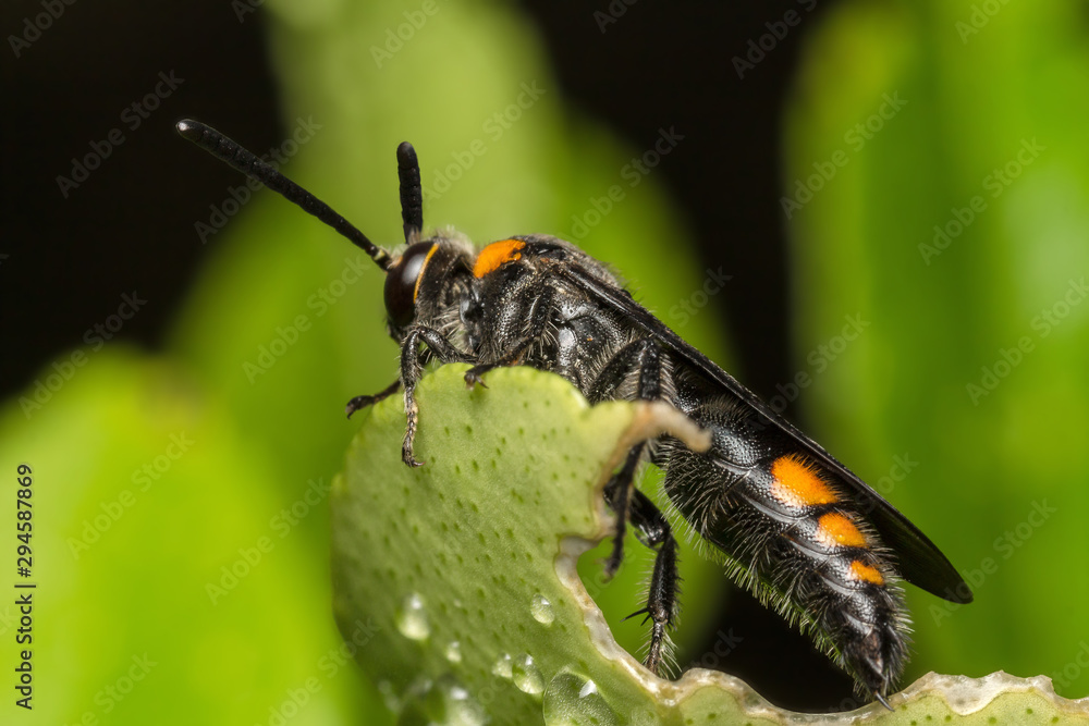 The hornet was caught on the leaf looking for food. The hornet was caught on the leaf looking for food.
