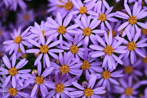 Closeup photo of purple colored Tatarian Aster flower. Colorful Aster Flower in group bloomed during spring time found in Botanical Garden.