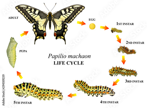 Photo Common yellow swallowtail (Old World swallowtail), Papilio machaon (Lepidoptera: Papilionidae)