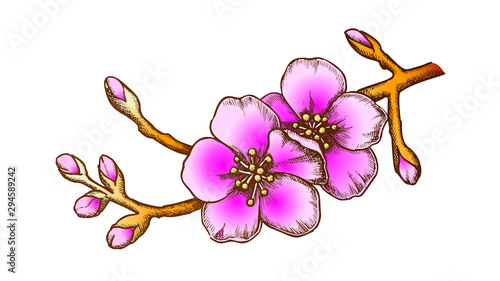 Sakura National China Garden Tree Vintage Vector. Decorative Botanic Sakura Twig With Flowers And Buds Detail For Invitation Card. Engraving Layout Hand Drawn In Retro Style Color Illustration