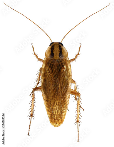 Canvas Print German cockroach (Blattella germanica) isolated on a white background
