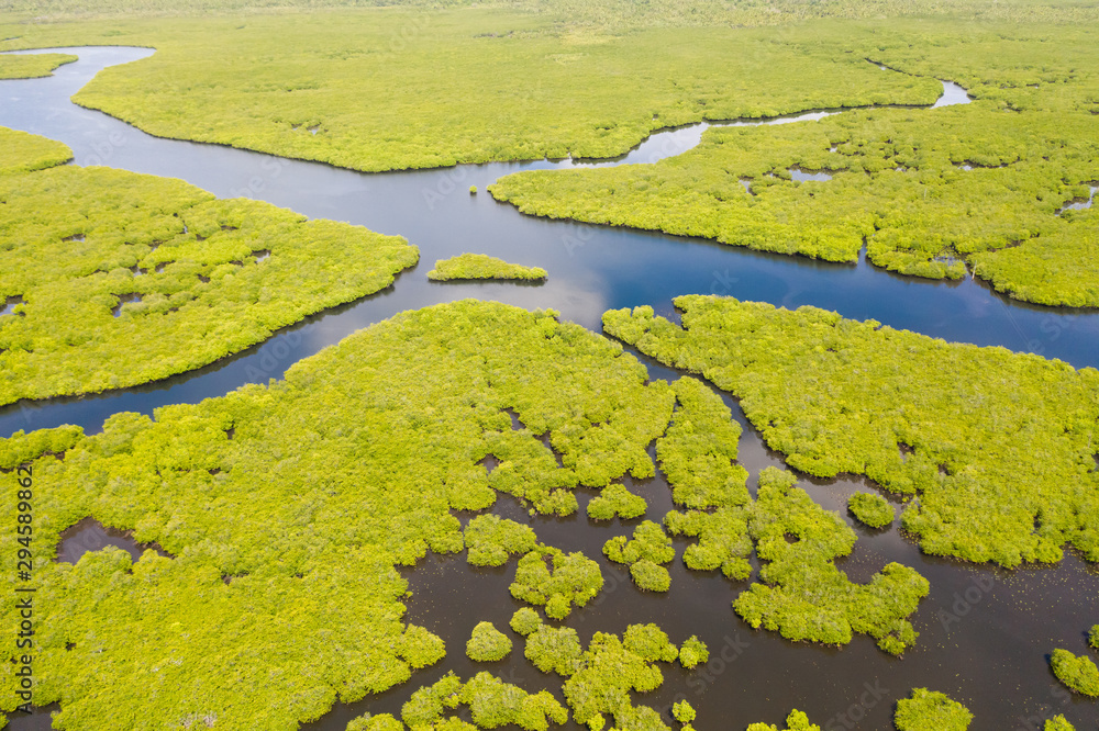 Mangroves, top view. Mangrove forest and winding rivers. Tropical background. The nature of the Philippines. Mangroves, top view. Mangrove forest and winding rivers. Tropical background. The nature of the Philippines.