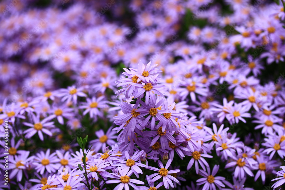 Closeup photo of purple colored Tatarian Aster flower. Colorful Aster Flower in group bloomed during spring time found in Botanical Garden. Closeup photo of purple colored Tatarian Aster flower. Colorful Aster Flower in group bloomed during spring time found in Botanical Garden.