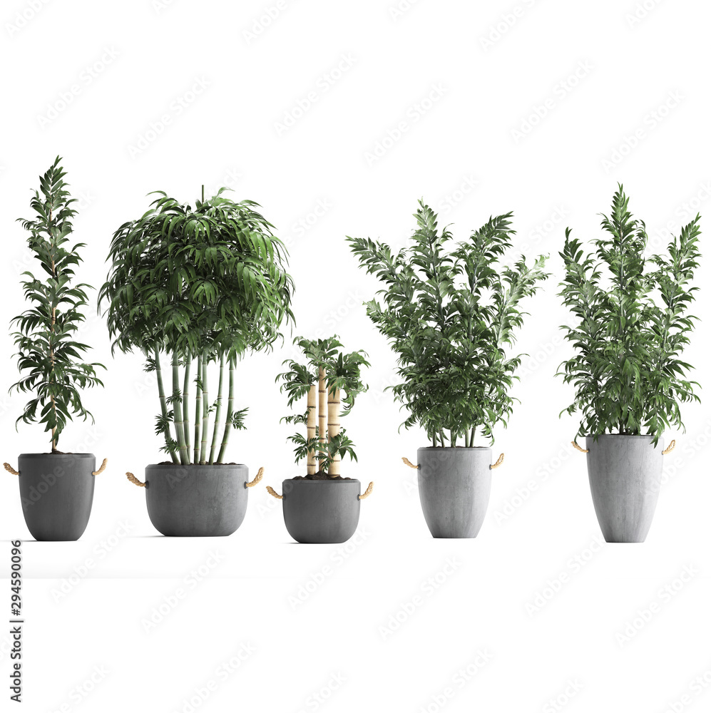 Fototapeta premium bamboo trees in pots on a white background