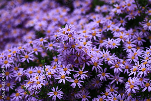 Closeup photo of purple colored Tatarian Aster flower. Colorful Aster Flower in group bloomed during spring time found in Botanical Garden.