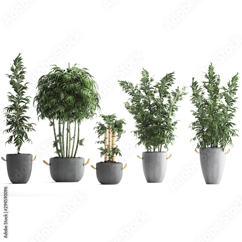 bamboo trees in pots on a white background