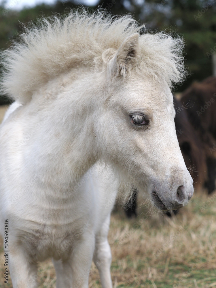 Miniature Foal Headshot