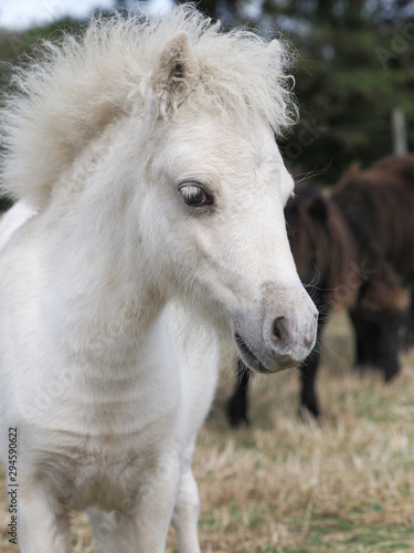 Miniature Foal Headshot