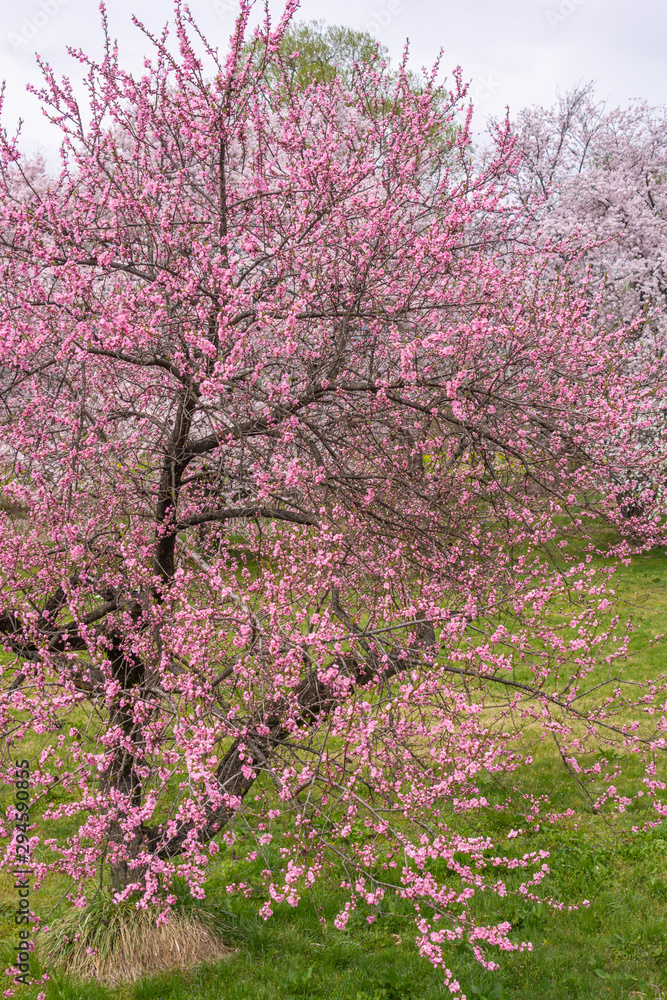 View of Cherry blossom trees Chikuma River Park View of Cherry blossom trees Chikuma River Park