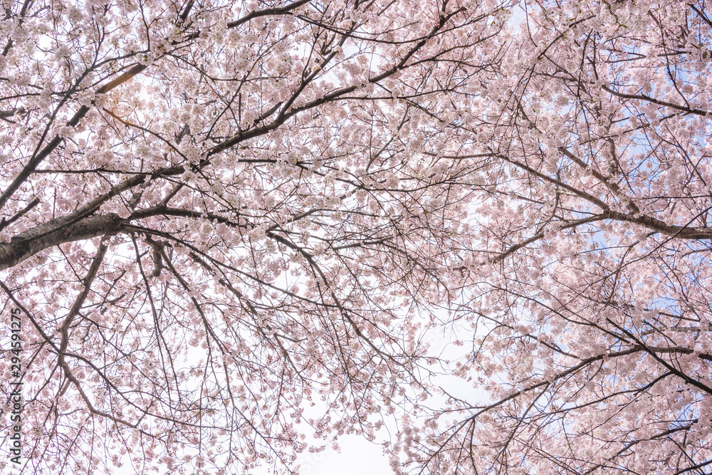 View of Cherry blossom trees Chikuma River River Park View of Cherry blossom trees Chikuma River River Park