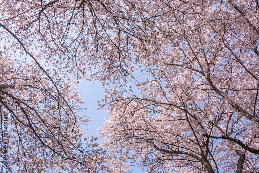 View of Cherry blossom trees Chikuma River River Park View of Cherry blossom trees Chikuma River River Park