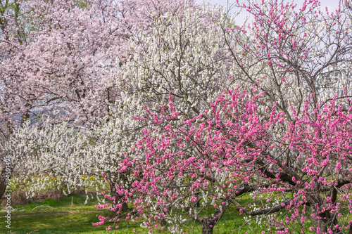 View of Cherry blossom trees Chikuma River River Park