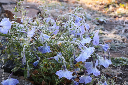 Frozen petunia covered with ice crystals
