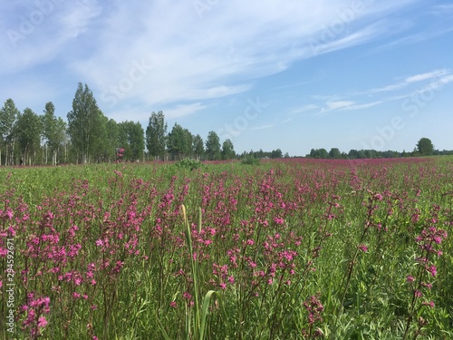 field of flowers