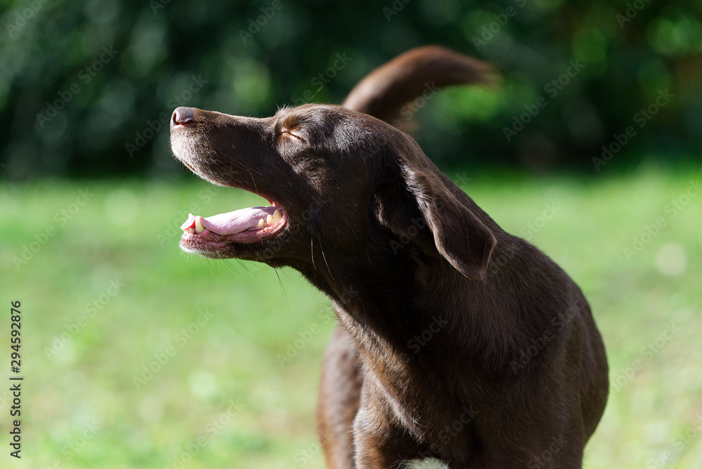 Obraz premium Chien prenant un bain de soleil
