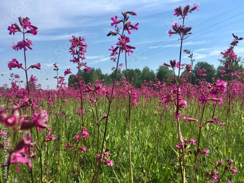 flowers on background of blue sky