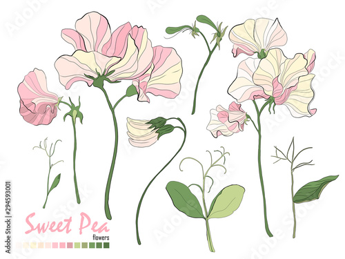 Bouquets of flowers, branches, pink sweet pea, and leaves isolated on white.