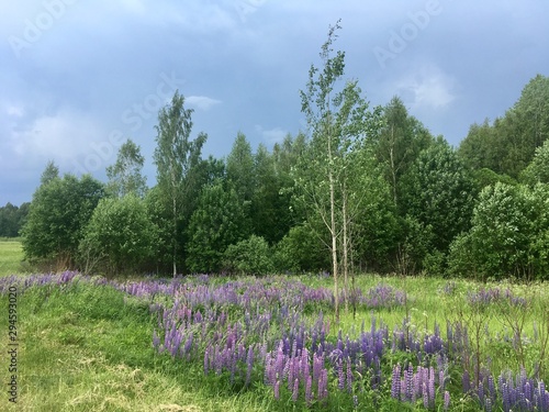 field of flowers