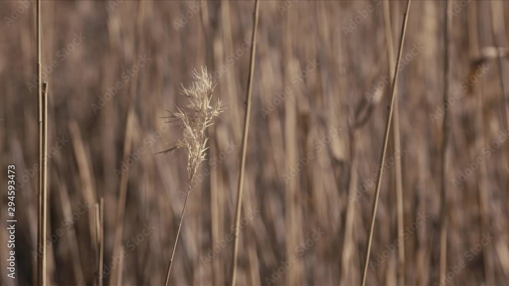 Dry reeds develop in the wind. Dry reeds develop in the wind.