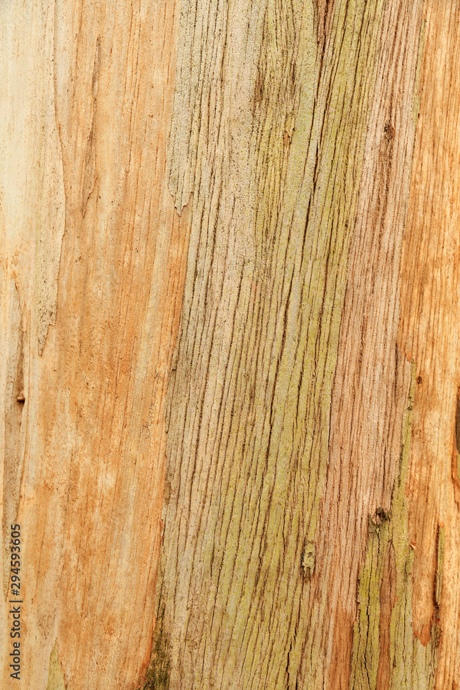 eucalyptus wood texture 