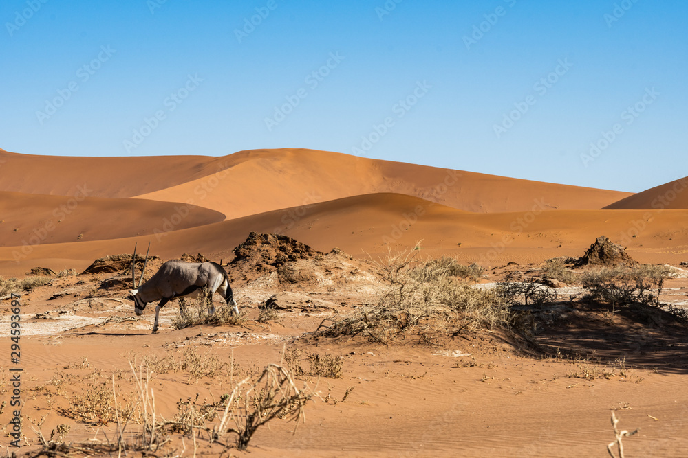Oryx dans le désert de sossusvlei en Namibie, Afrique Oryx dans le désert de sossusvlei en Namibie, Afrique