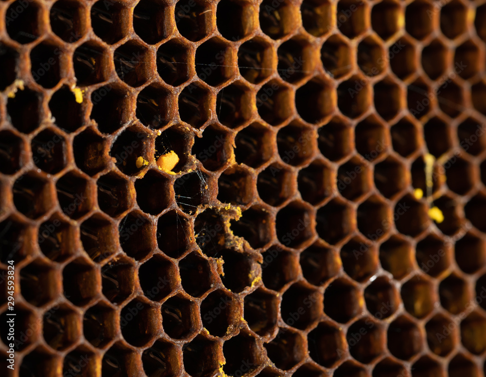 Honeycomb with honey and pollen. Sweet and natural honey inside the honeycomb. Background of honeycombs Honeycomb with honey and pollen. Sweet and natural honey inside the honeycomb. Background of honeycombs